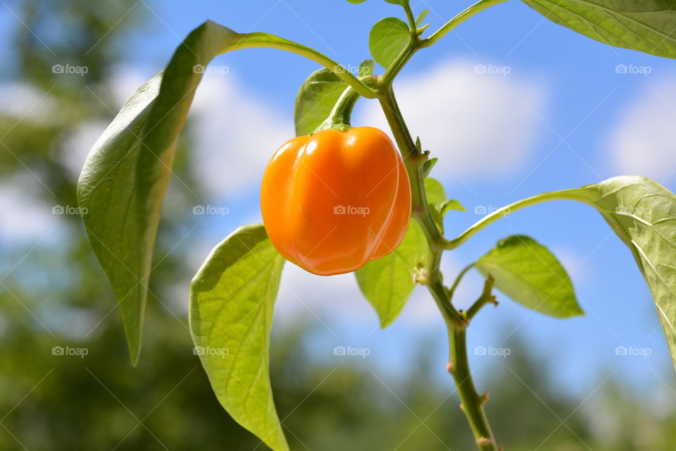 yellow pepper in the pot decorative house plants