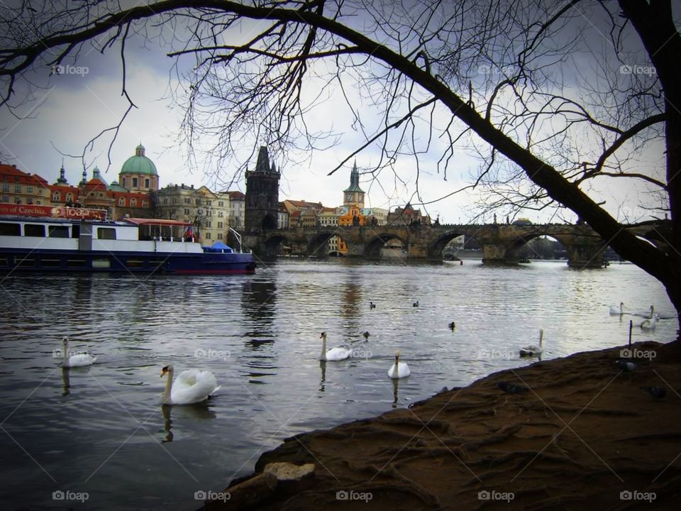 Swans/Prague