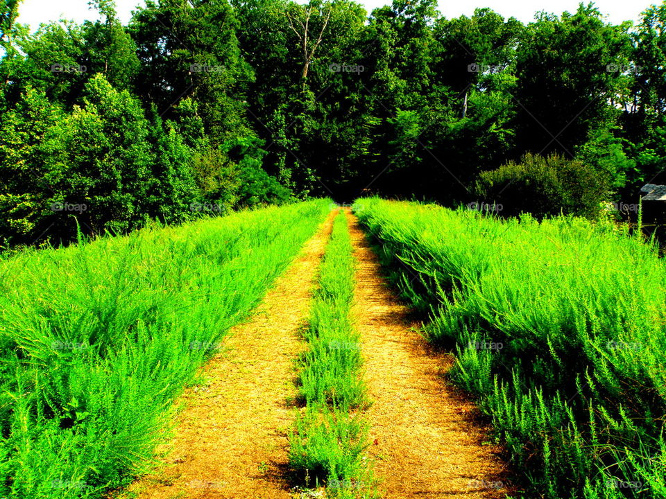 The Way Out. Along the Basset Trail in Williamsburg, Virginia