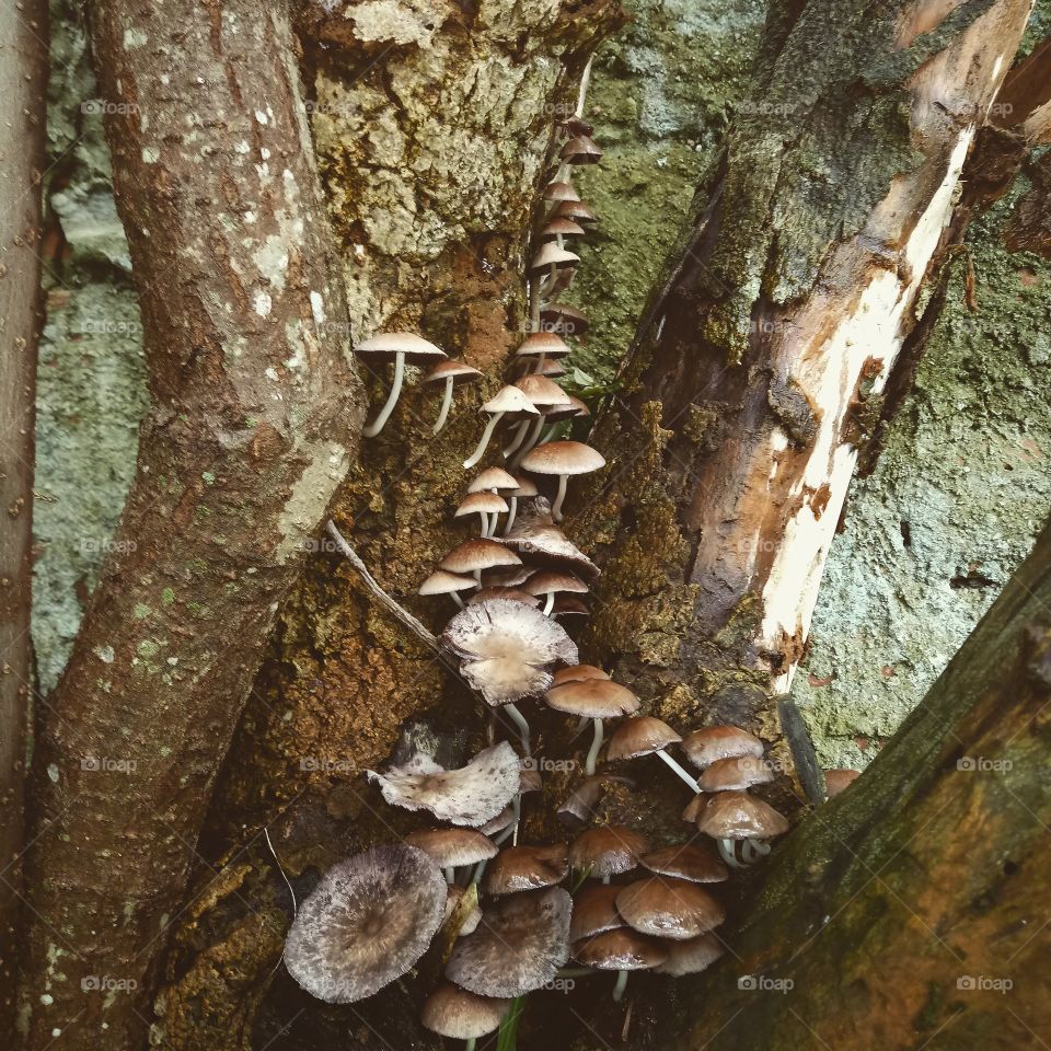 mushrooms life