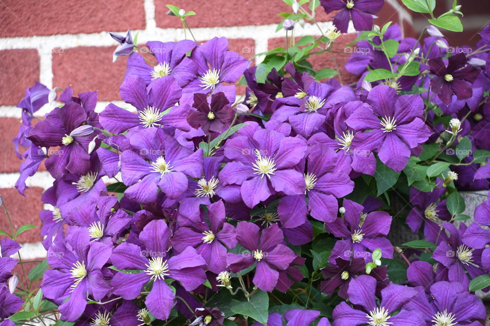 purple clematis