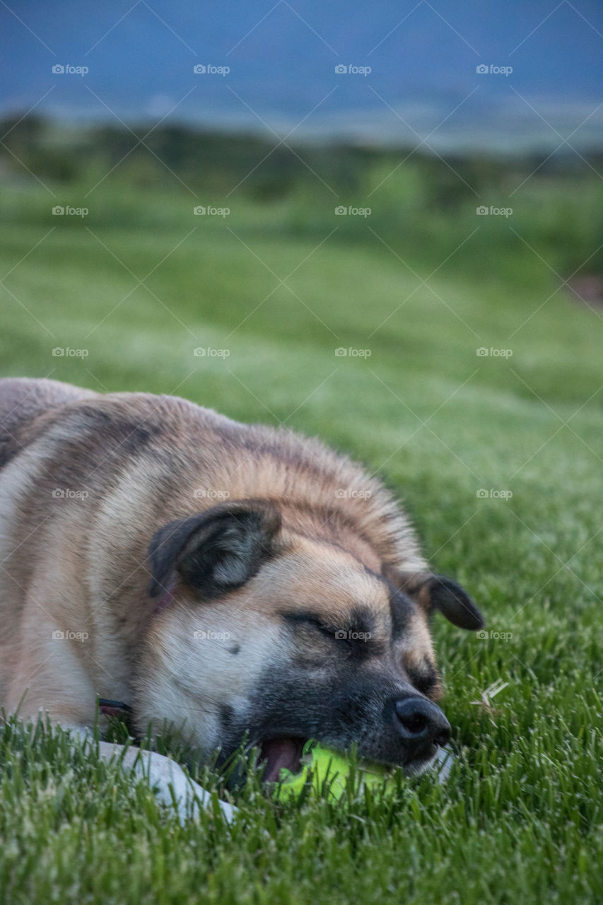 German Shepherd playing on a beautiful afternoon. 