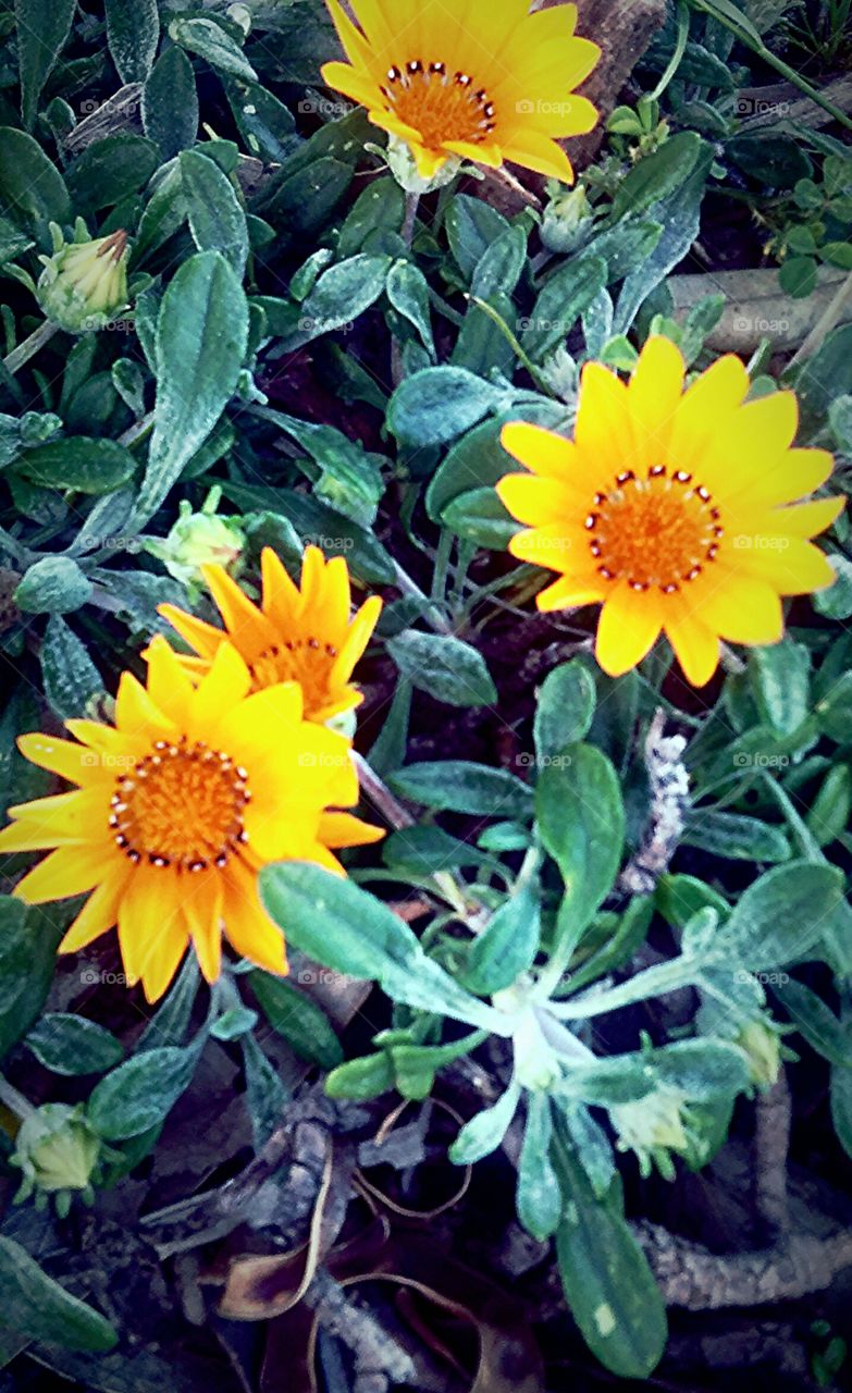 yellow spotted flower