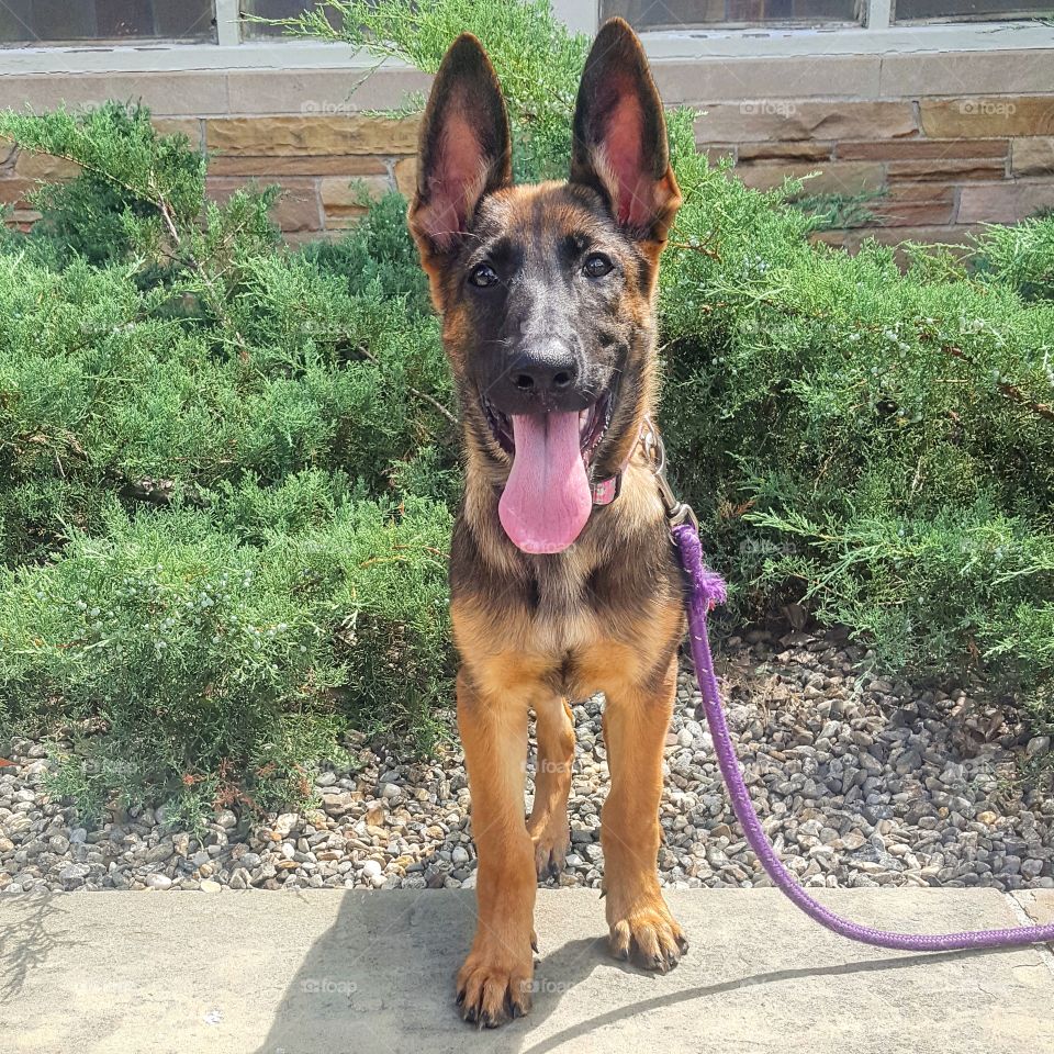 Dog, Pet, Cute, Canine, Mammal