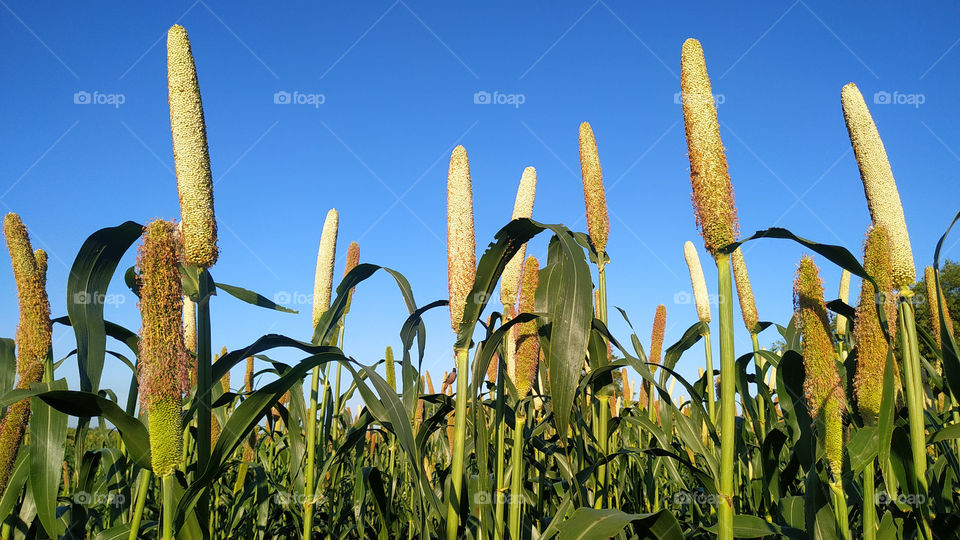 Millet field with blue sky background.Rajasthan India