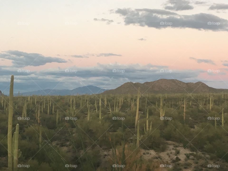 Saguaro National Park, Tucson AZ 