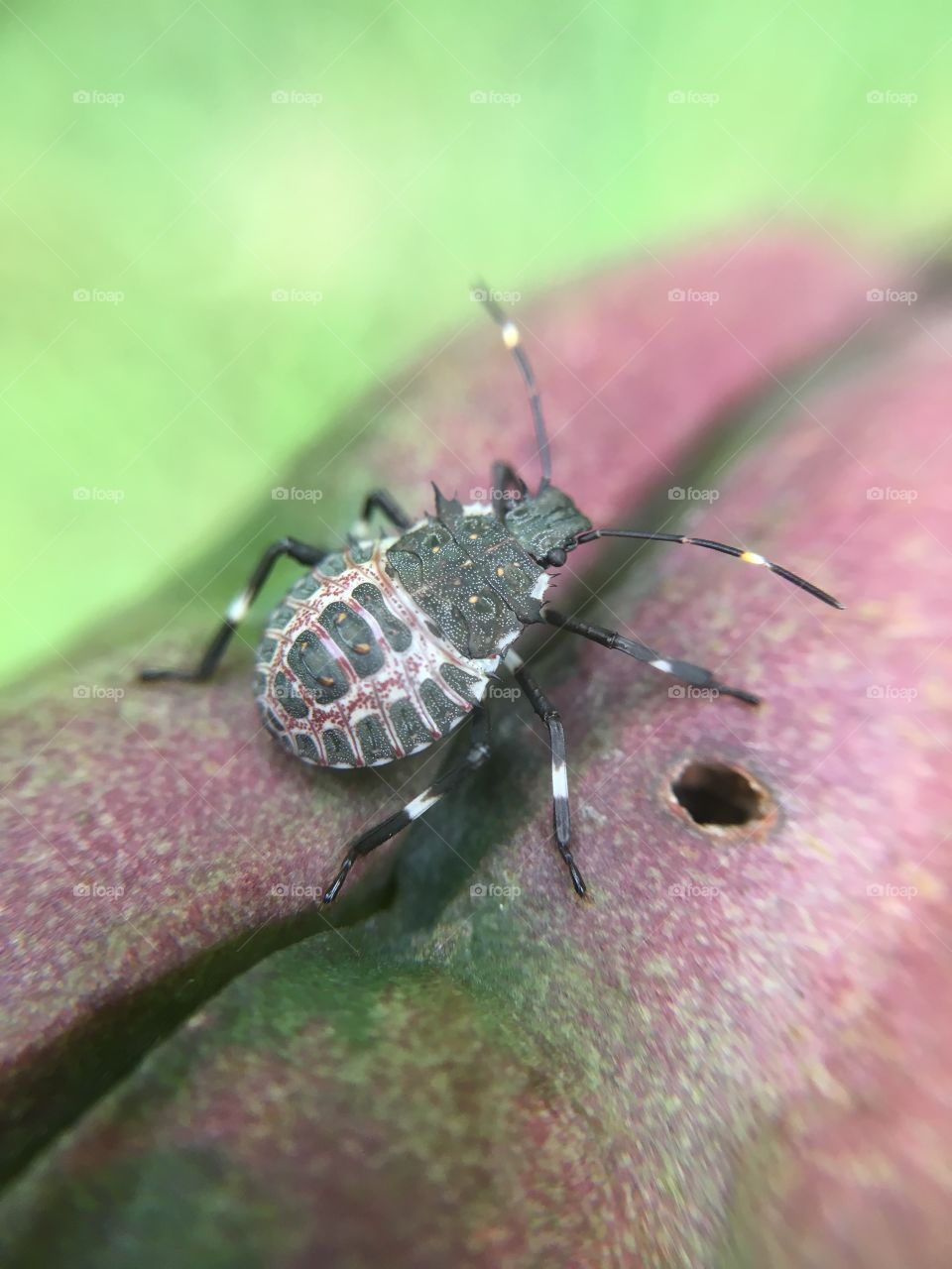 Beetle on yucca seed