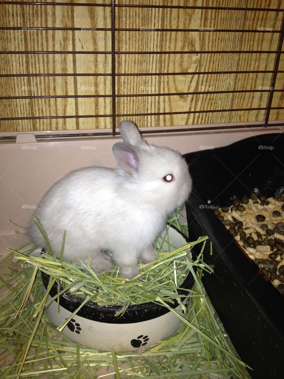 My precious Rabbit when she was a bunny!
