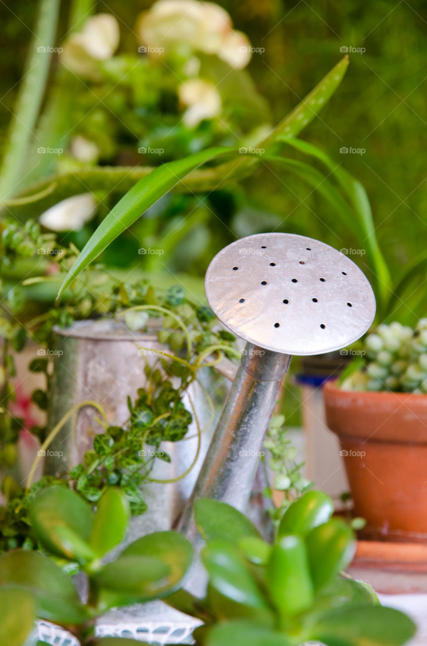 Watering ritual 