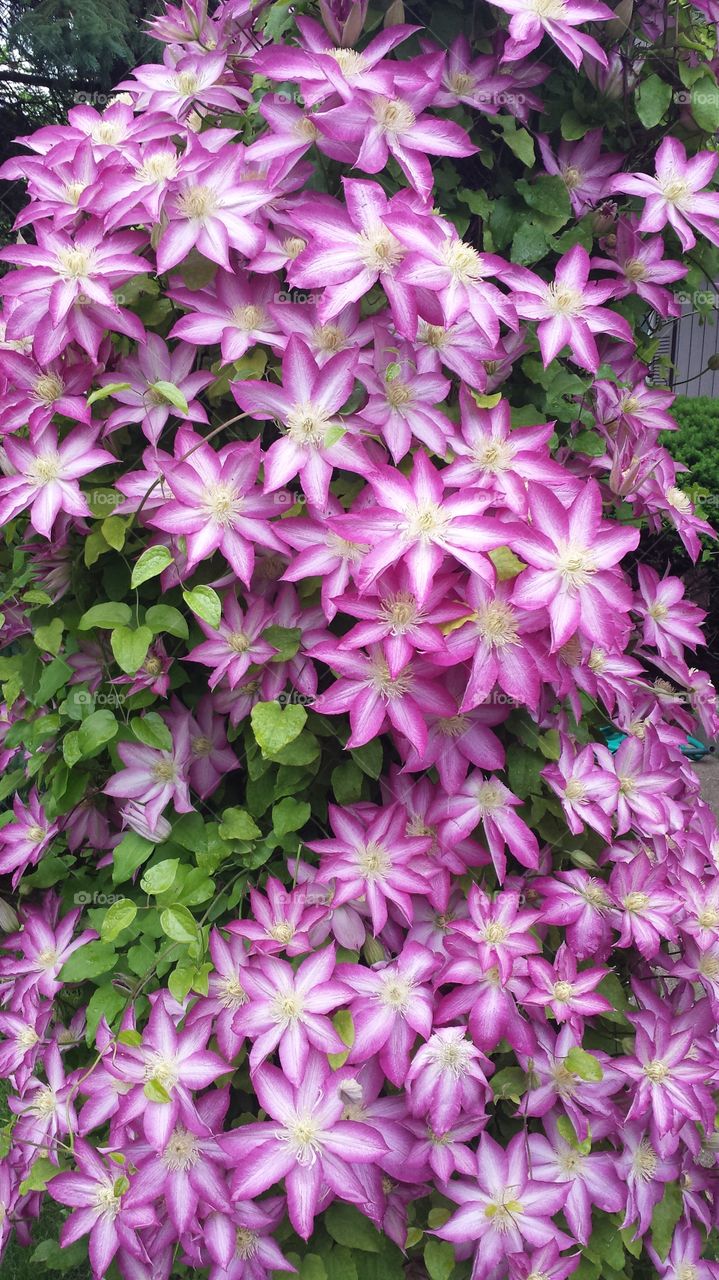 Clematis