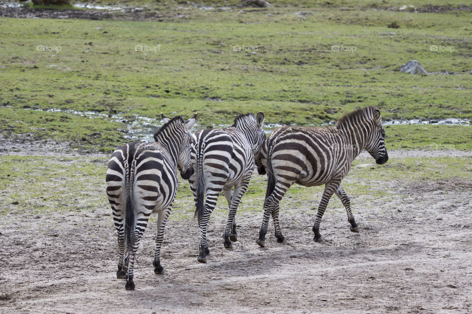 Rear view of three zebra 