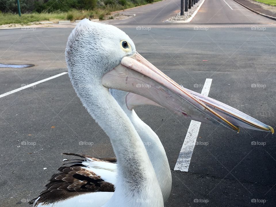 Two Pelicans in a parking lot asking for handouts 