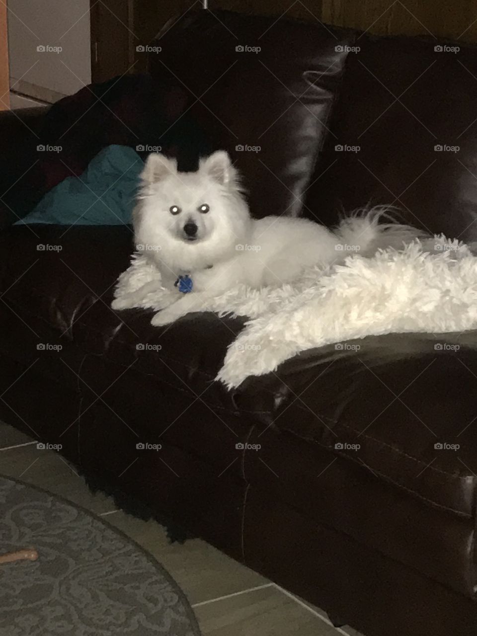 White Miniature American Eskimo Dog lying down on white shaggy throw on brown couch