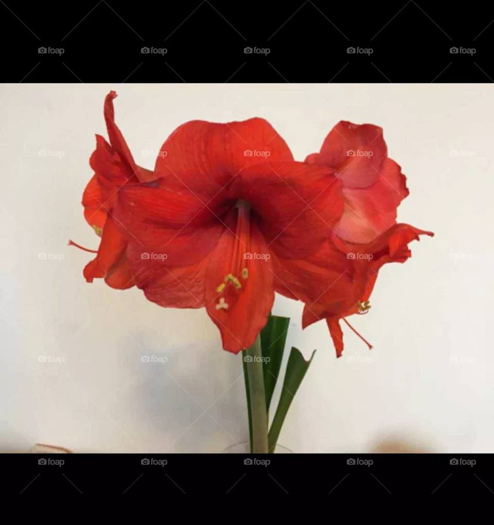 red lily