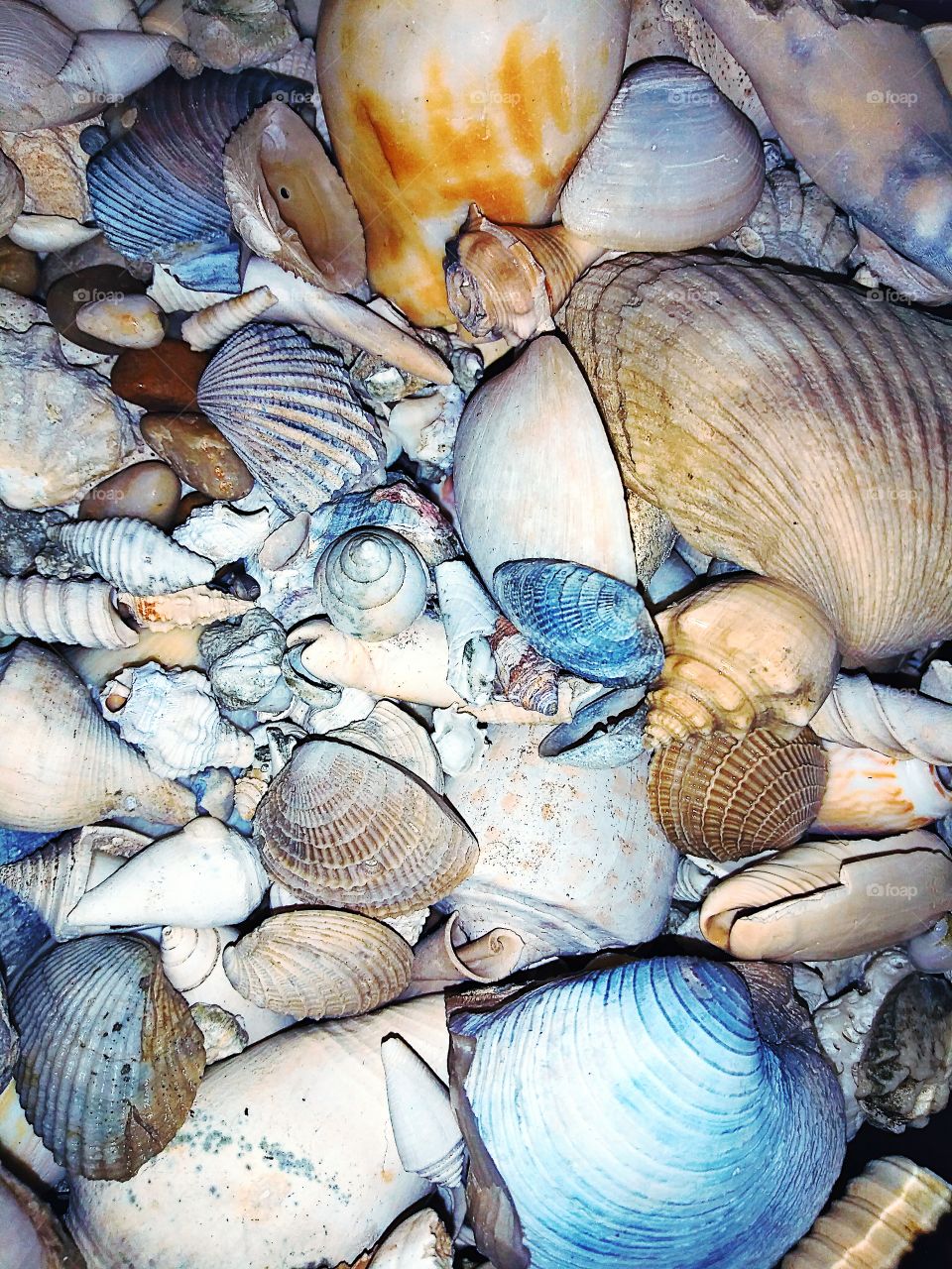 bright, pretty seashells
