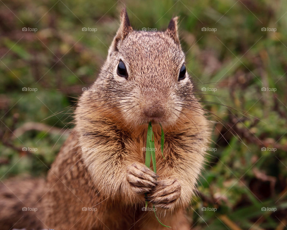 close squirrel mammals eating by hollyau92