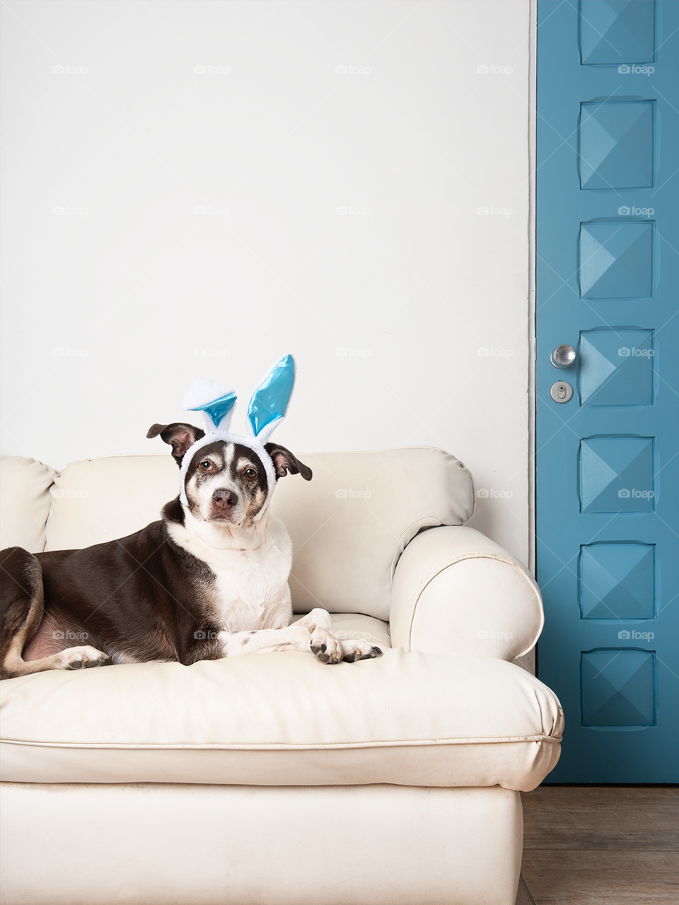 Easter dog with blue door