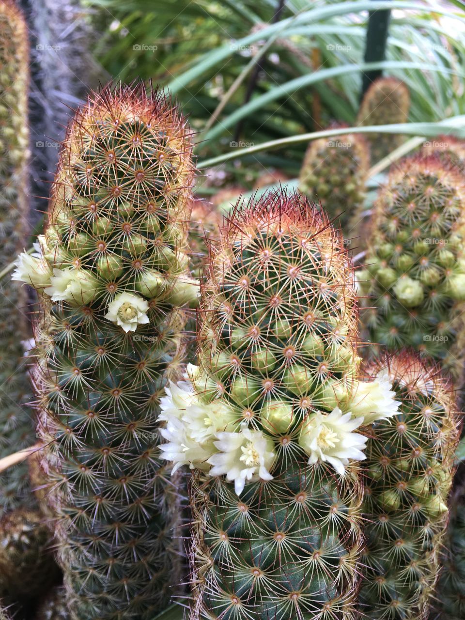 Tiny cactus flowers