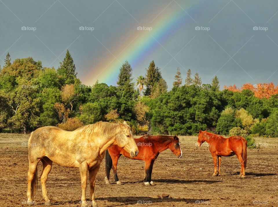 Horses In The Golden Hour. Horses In A Pasture With A Rainbow Just Before Sunset
