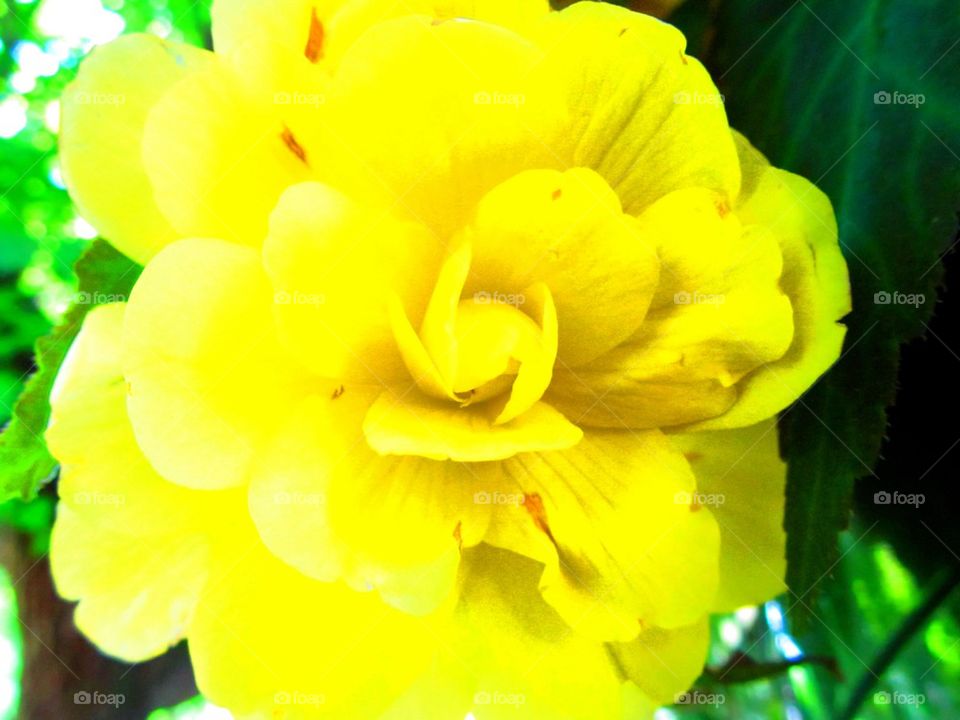 Yellow flower #1