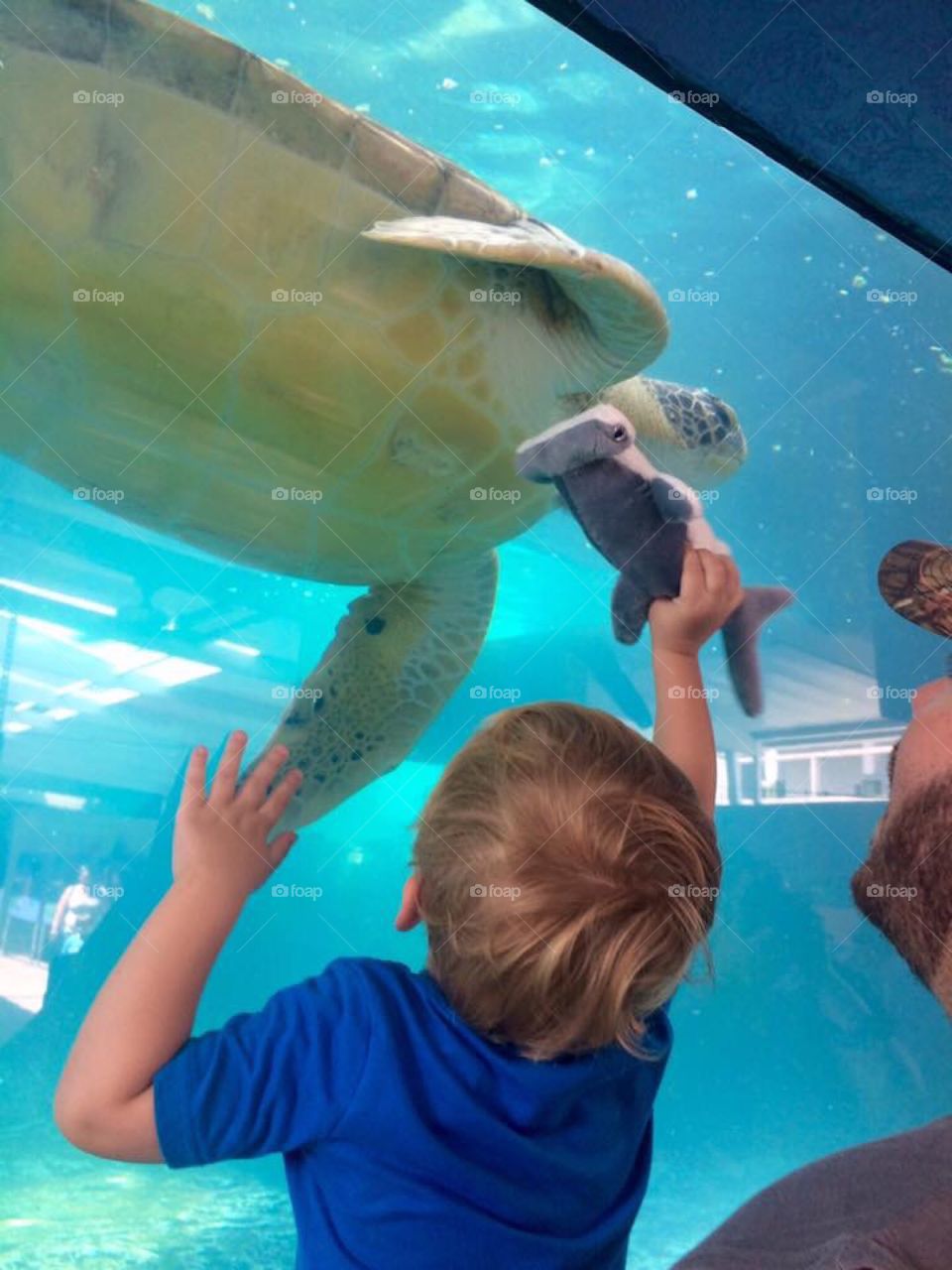 Hey Mr. Turtle, look at my shark!
