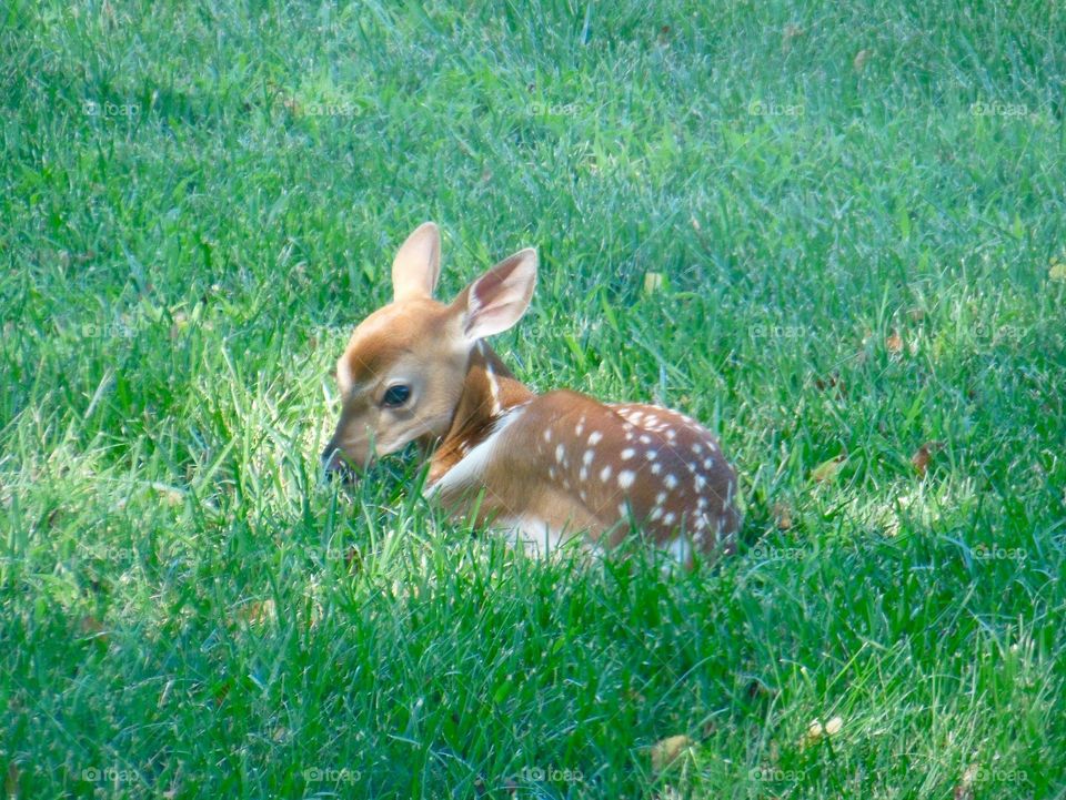 Baby deer waiting in the grass for mama and I become back
