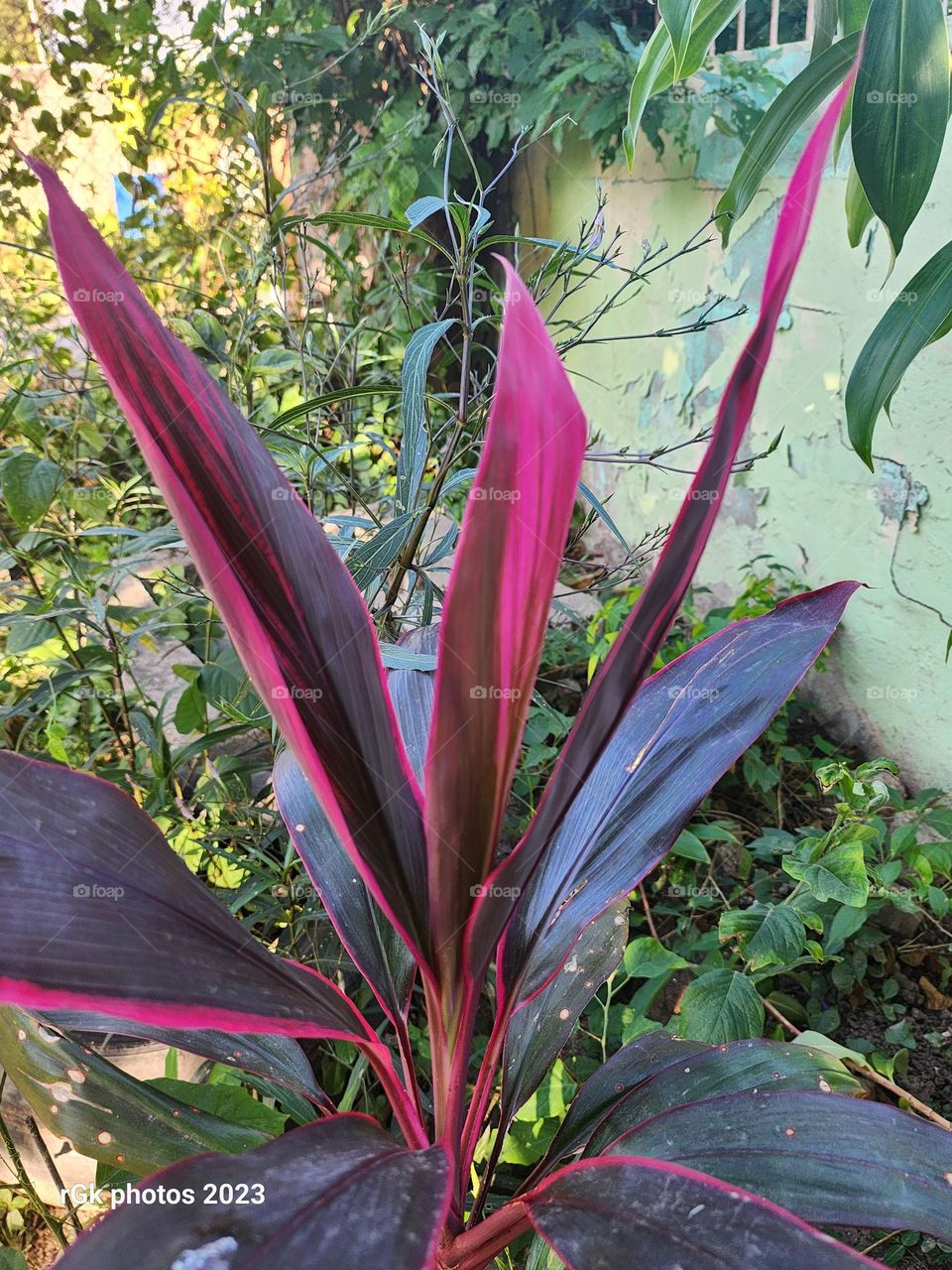 cordyline fruiticosa