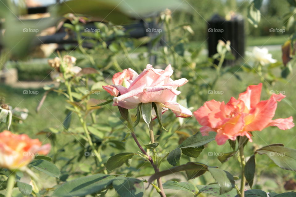 flower macro