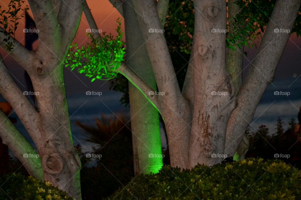 tree with green light