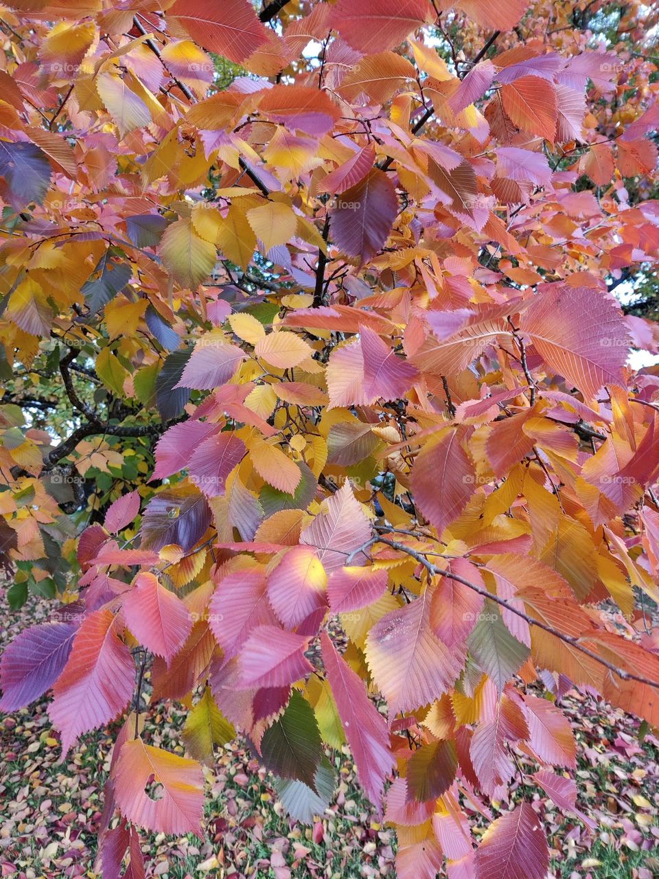 Random color leaves in autumn