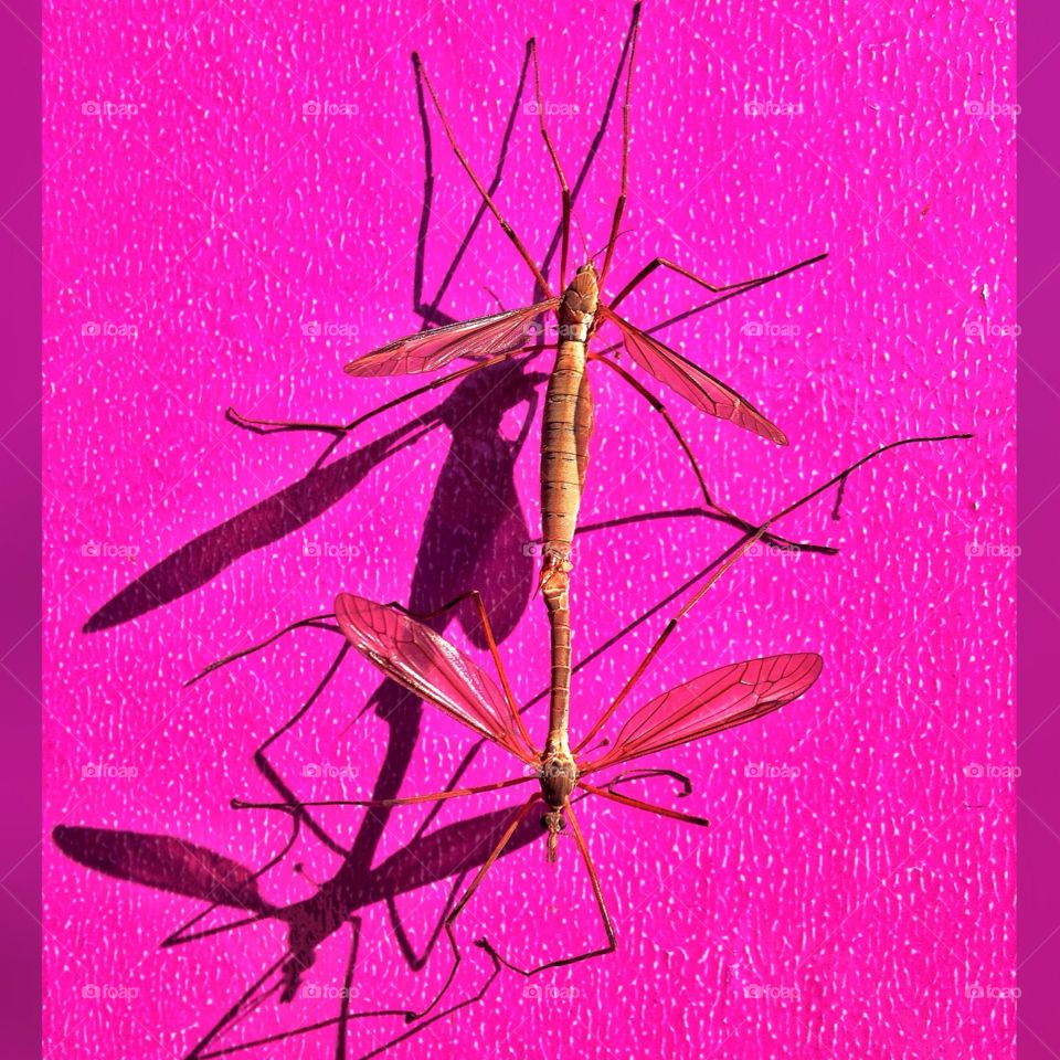 Dragonflies on the pink wall. Found these two just outside my school on a wall 😄