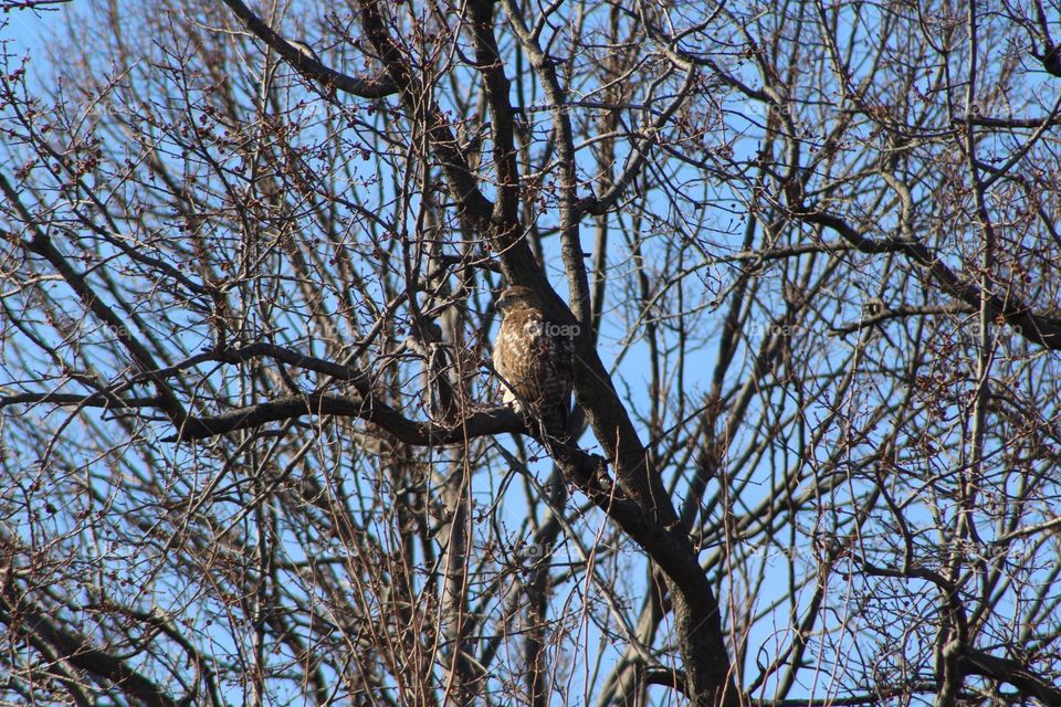 red tail hawk