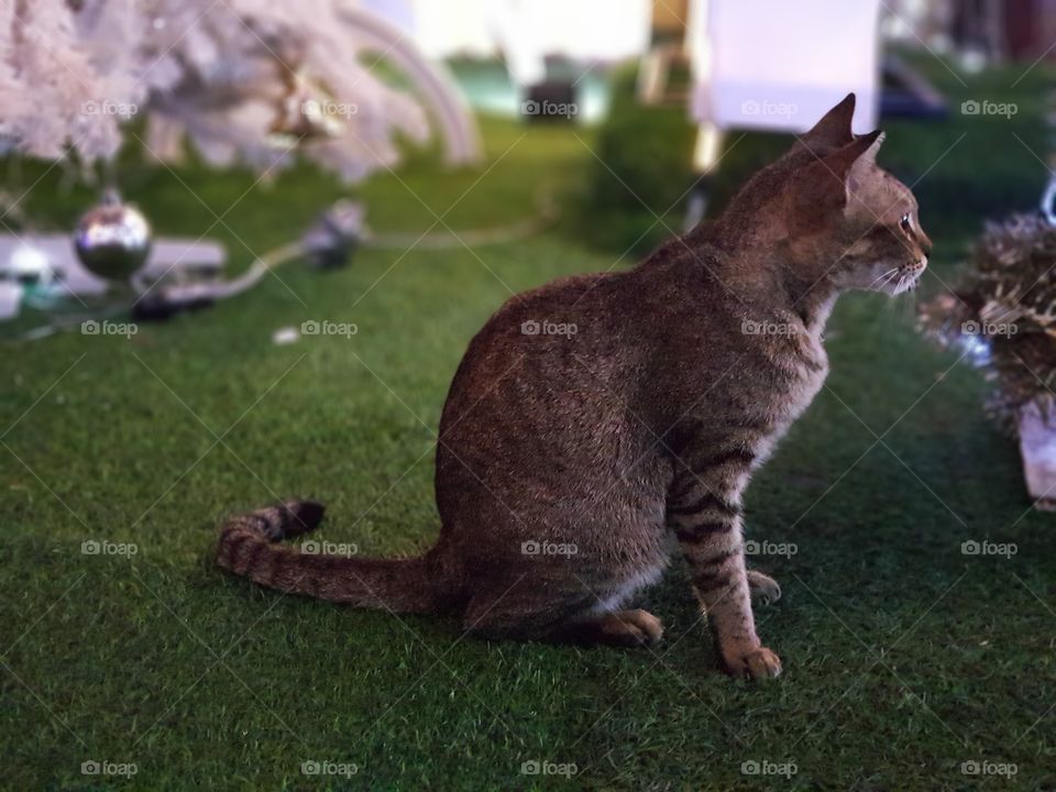 Cat looking forward to hearing from someone.