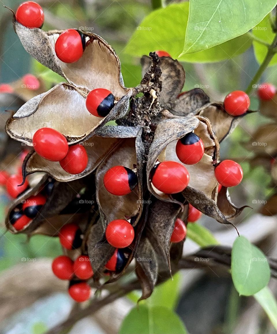 Black and red berries on a plant