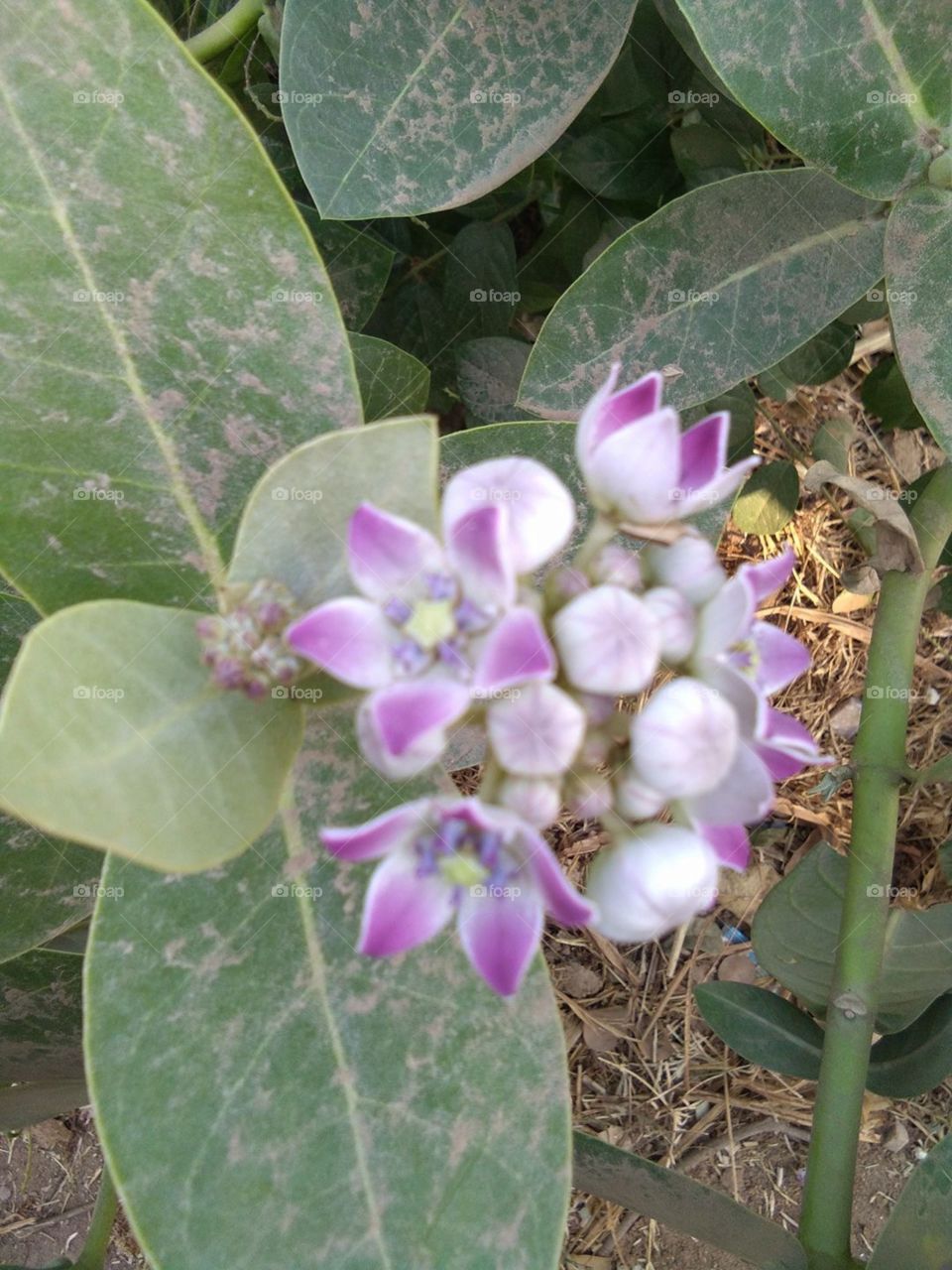 Desert flower