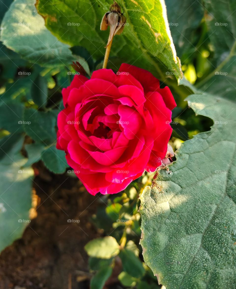 red single flower