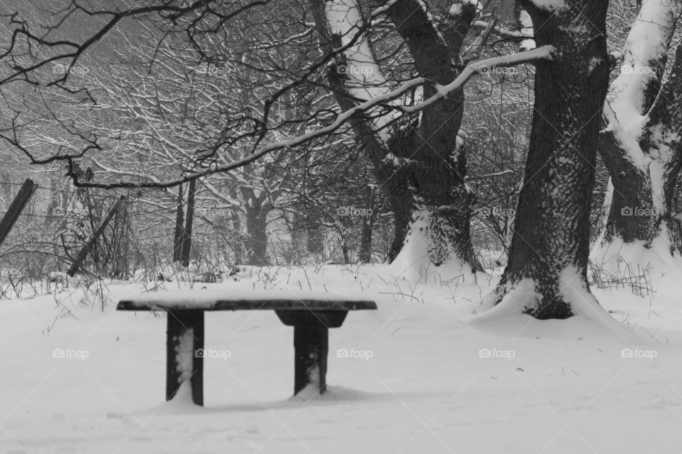 snow tree woods bench by 123smaller