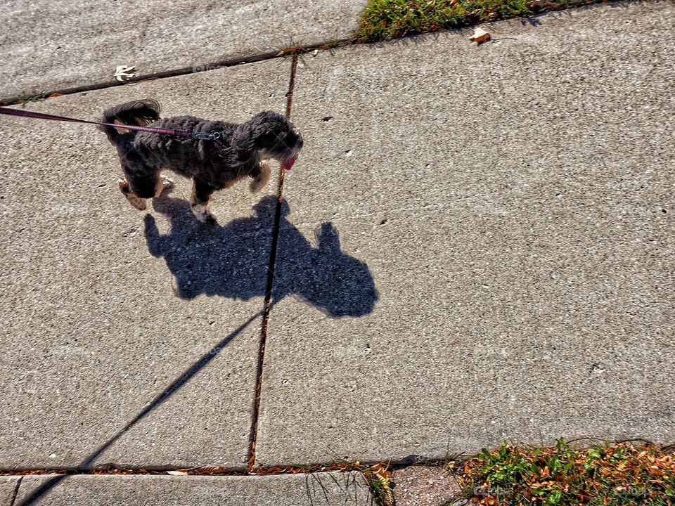 High angle view of dog walking on street