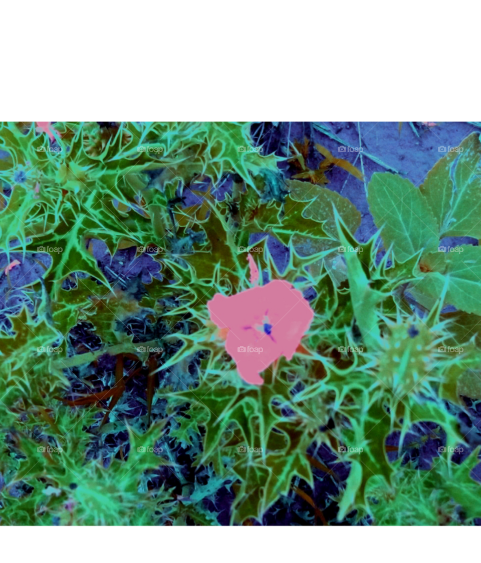 Indian flower plants