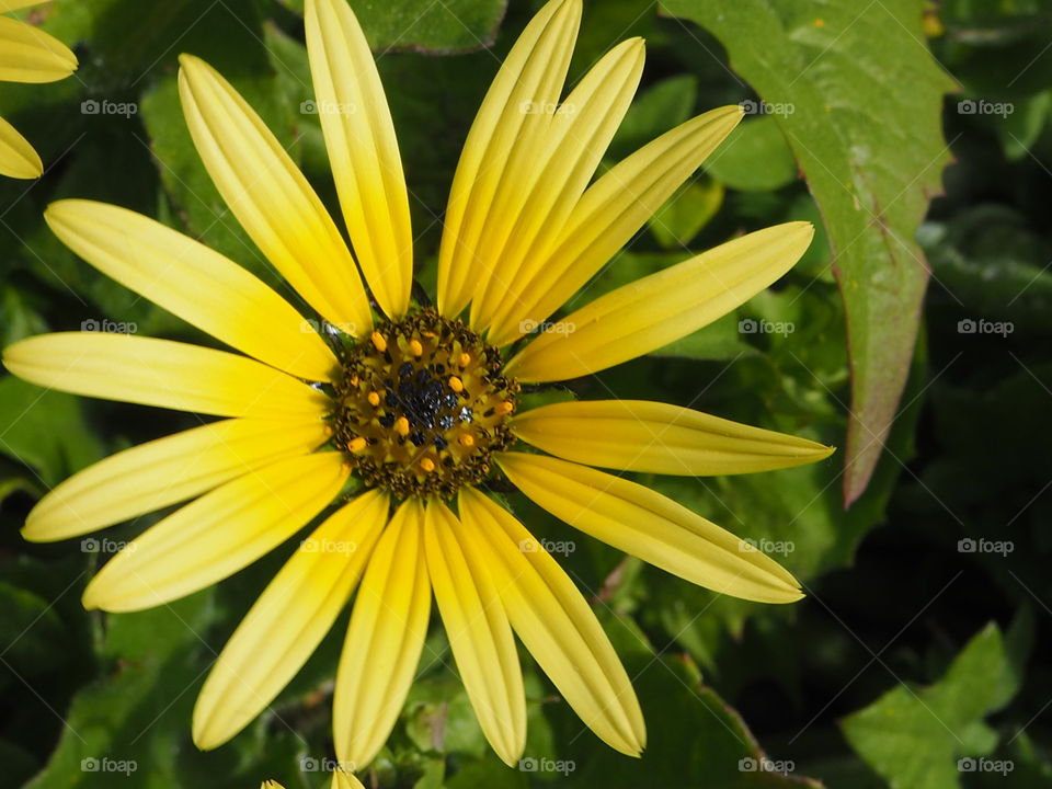 Yellow  flower