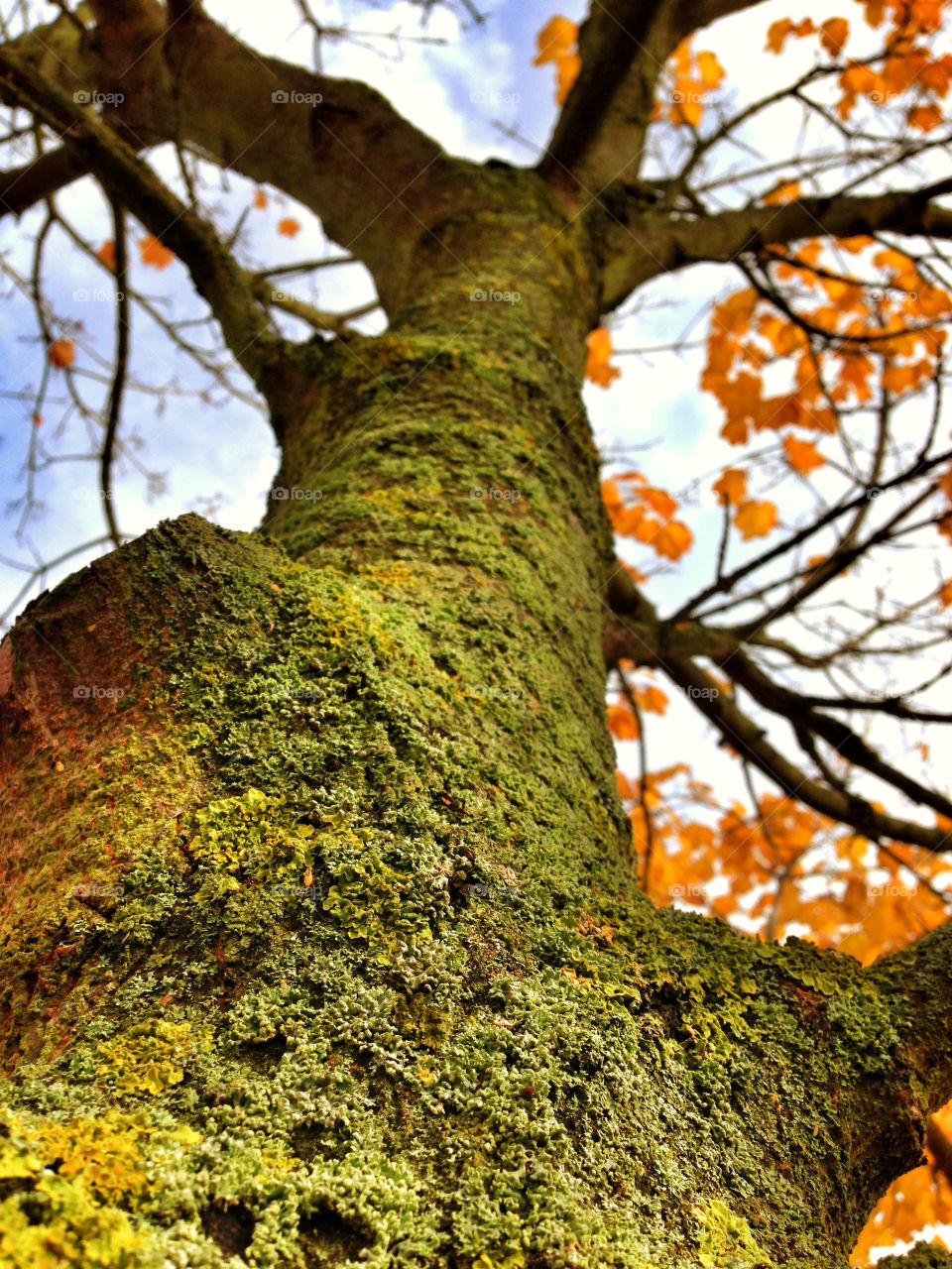 Tree, Fall, Leaf, Wood, Nature