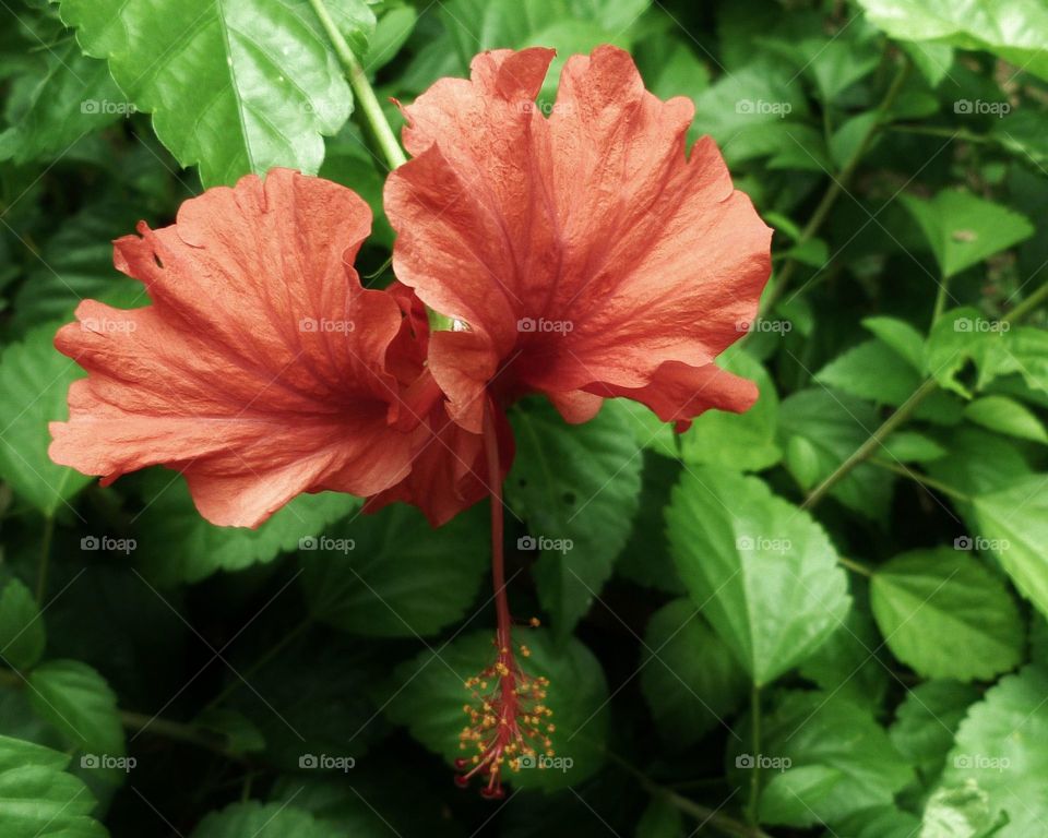 Borneo hibiscus