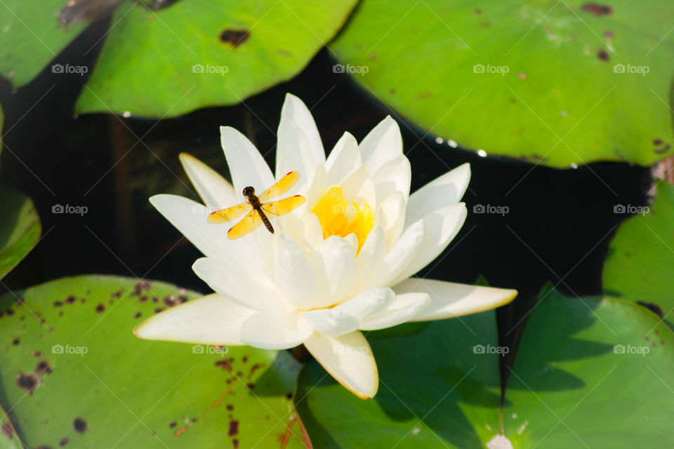 Dragonfly on lotus flower