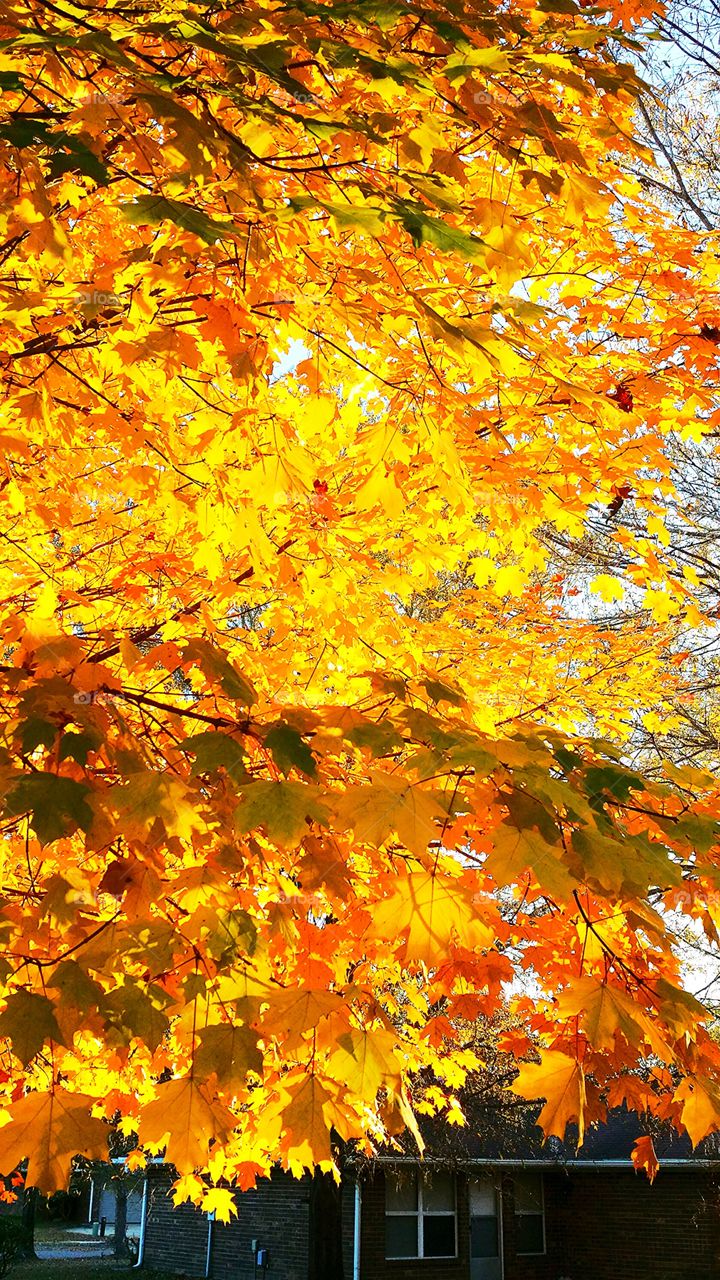 autumn. beautiful orange colors on my maple tree