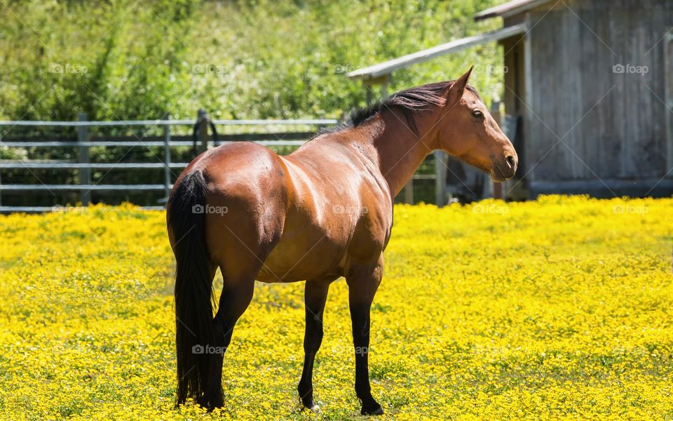 Horse standing on wildflowers at farm