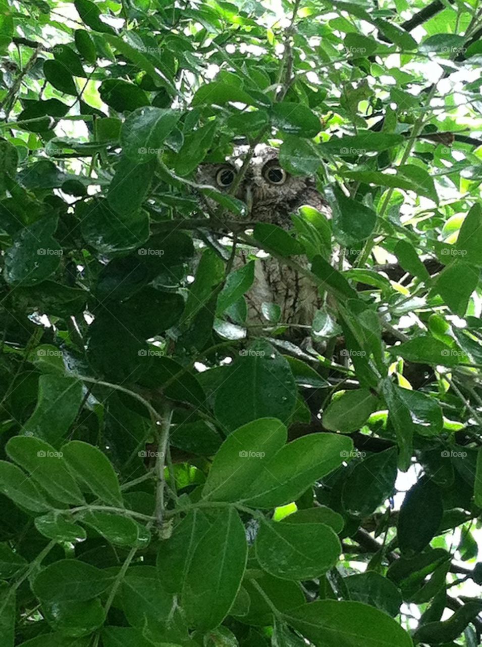 Owl in tree