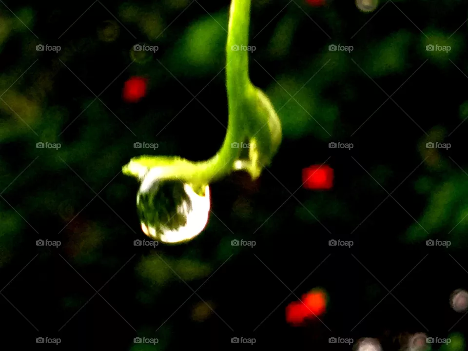 rain drop