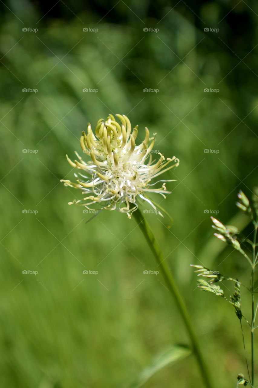 portrait of flowers