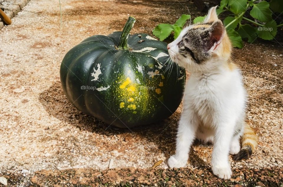 Cat Sits Beside A Pumpkin