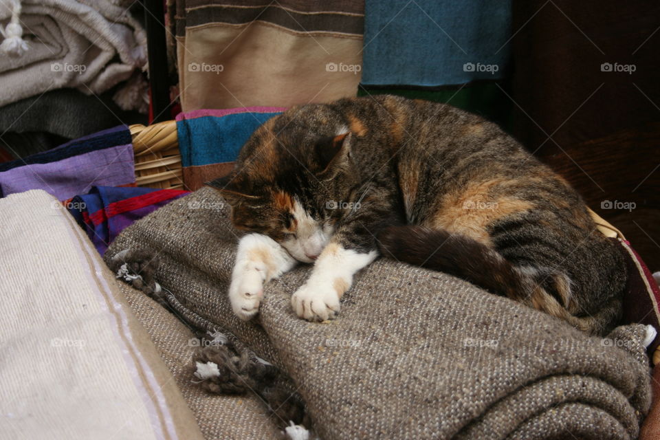 Cat nap on carpets